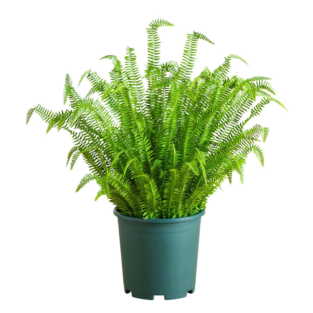 4ft. UV Resistant Artificial Boston Fern Plant with Real Touch Leaves (Indoor/Outdoor)